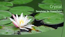  Presentation with water lily - PPT theme consisting of blooming water lily close up background and a forest green colored foreground