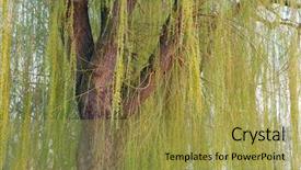  Presentation with willow tree - Beautiful presentation featuring blooming weeping willow tree backdrop and a yellow colored foreground