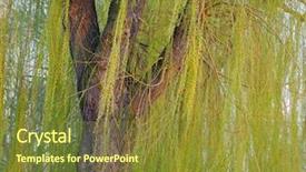  Presentation with willow tree - Presentation theme enhanced with blooming weeping willow tree background and a tawny brown colored foreground
