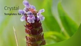  Presentation with nature - PPT layouts featuring blooming-wild-tyme-in-nature background and a yellow colored foreground