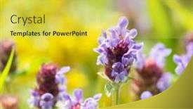  Presentation with nature - Cool new theme with blooming-wild-tyme-in-nature backdrop and a yellow colored foreground