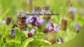 Presentation with nature - Audience pleasing PPT theme consisting of blooming-wild-tyme-in-nature backdrop and a yellow colored foreground