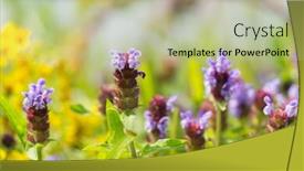  Presentation with nature - PPT layouts consisting of blooming-wild-tyme-in-nature background and a mint green colored foreground