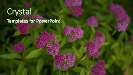  Presentation with herb - Colorful theme enhanced with blooming-willow-herb-meadow-chamerion backdrop and a tawny brown colored foreground