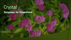  Presentation with herb - PPT theme having blooming-willow-herb-meadow-chamerion background and a tawny brown colored foreground