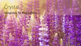  Presentation with herb - Slide deck with blooming willow-herb in the sunlight background and a coral colored foreground