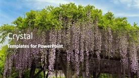 Presentation with decorate - Presentation theme enhanced with blooming-wisteria-decorate-the-gardens background and a  colored foreground