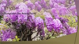  Presentation with building - Colorful slide deck enhanced with blooming-wisteria-on-the-walls backdrop and a lemonade colored foreground