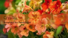  Presentation with yellow orange - PPT layouts consisting of blooming-yellow-and-orange-nasturtium background and a gold colored foreground
