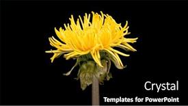  Presentation with dandelion - Presentation design featuring blooming-yellow-dandelion-flower-isolated background and a black colored foreground