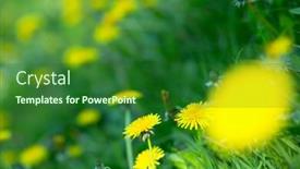  Presentation with medicinal plant - PPT layouts with blooming-yellow-dandelion-flowers-taxacum background and a forest green colored foreground