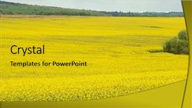  Presentation with rapeseed - Audience pleasing slides consisting of blooming yellow rapeseed field backdrop and a gold colored foreground
