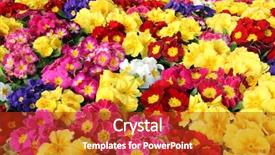  Presentation with bloom - Presentation with blooms - background of multiple primrose primula background and a crimson colored foreground