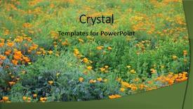  Presentation with wild flower - Presentation consisting of blooms - california poppy wild flowers california background and a yellow colored foreground