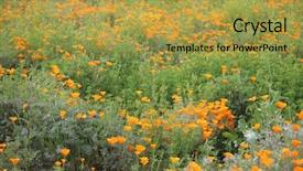  Presentation with wild flower - Beautiful presentation design featuring blooms - california poppy wild flowers california backdrop and a yellow colored foreground