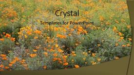 Presentation with wild flower - Presentation theme with blooms - california poppy wild flowers california background and a gold colored foreground