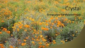  Presentation with wild flower - Colorful presentation enhanced with blooms - california poppy wild flowers california backdrop and a yellow colored foreground