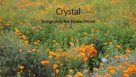  Presentation with wild flower - Presentation design having blooms - california poppy wild flowers california background and a gold colored foreground