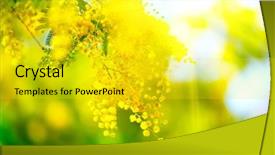  Presentation with spring tree - Presentation theme enhanced with blooms - mimosa spring flowers easter background background and a yellow colored foreground