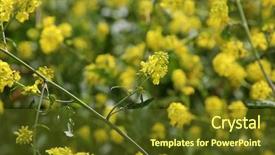  Presentation with rain fall - PPT theme consisting of blooms - mustard flower close up background and a tawny brown colored foreground