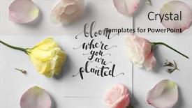  Presentation with quote - Colorful slide deck enhanced with blooms - quote bloom where you are backdrop and a light gray colored foreground