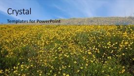  Presentation with wild flower - Beautiful presentation featuring blooms - super bloom california wild flower backdrop and a light blue colored foreground
