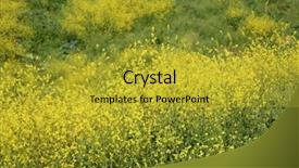  Presentation with rain fall - Presentation theme with blooms - super bloom california wild flower background and a gold colored foreground