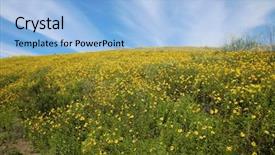  Presentation with wild flower - Colorful PPT theme enhanced with blooms - super bloom california wild flower backdrop and a light blue colored foreground