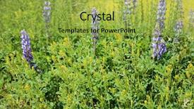  Presentation with rain fall - Slide set having blooms - super bloom california wild flower background and a yellow colored foreground