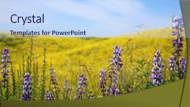  Presentation with rain fall - Presentation having blooms - super bloom southern california wild background and a sky blue colored foreground