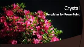  Presentation with azalea - Slide set enhanced with blossom azalea background and a black colored foreground