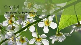  Presentation with cherry blossom - Presentation design having blossom-bird-cherry-tree-flowers background and a tawny brown colored foreground