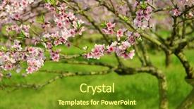  Presentation with orchard - Audience pleasing PPT layouts consisting of blossom bloom in an orchard backdrop and a  colored foreground