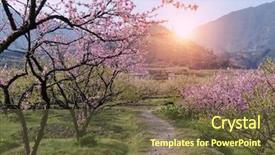  Presentation with orchard - Audience pleasing slide deck consisting of blossom bloom in an orchard backdrop and a  colored foreground