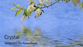  Presentation with reflecting - Presentation theme featuring blossom branch reflecting on a water background and a light blue colored foreground