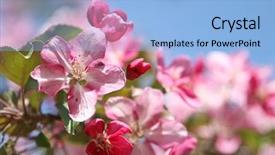  Presentation with apple - Slides having blossom bud - apple tree flowers background and a light blue colored foreground