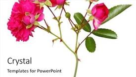  Presentation with bud - Cool new presentation design with blossom bud - pink rose flowers twig isolated backdrop and a white colored foreground