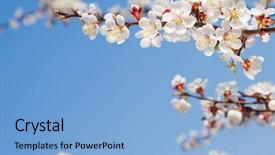  Presentation with spring - Slides consisting of blossom bud - spring beauty background and a light blue colored foreground