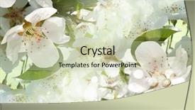  Presentation with tropical flowers close up - Presentation theme featuring blossom close-up white flower background and a  colored foreground