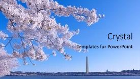  Presentation with japan cherry blossom - PPT theme enhanced with blossom festival on the early background and a light blue colored foreground