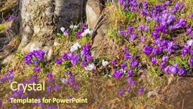  Presentation with spring - Amazing PPT theme having blossom field of crocus flowers backdrop and a tawny brown colored foreground