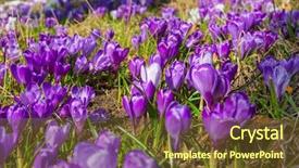  Presentation with blooming flower animated crocus - Slide set consisting of blossom field of crocus flowers background and a tawny brown colored foreground