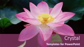  Presentation with lotus blossom - Beautiful PPT layouts featuring blossom lotus flower backdrop and a violet colored foreground