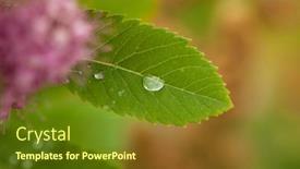  Presentation with lotus blossom - PPT theme consisting of blossom-of-hardhack-spiraea-douglasii background and a tawny brown colored foreground