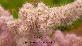  Presentation with lotus blossom - Presentation theme having blossom-of-hardhack-spiraea-douglasii background and a coral colored foreground