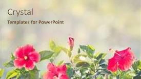  Presentation with hibiscus - Slide set having blossom-of-red-hibiscus-flowers background and a soft green colored foreground