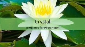  Presentation with lotus blossom - Beautiful PPT theme featuring blossom of yellow lotus flower closeup backdrop and a seafoam green colored foreground