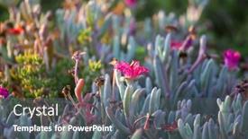  Presentation with succulent - Colorful slide set enhanced with blossom-succulent-in-tropical-garden backdrop and a gray colored foreground