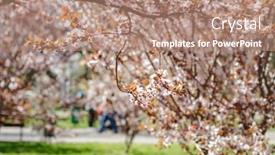  Presentation with spring tree - Presentation design featuring blossom-tree-over-nature-background background and a coral colored foreground