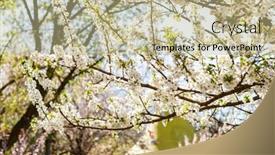  Presentation with spring tree - Audience pleasing PPT theme consisting of blossom-tree-over-nature-background backdrop and a mint green colored foreground